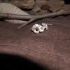 Pure silver bracelet original flower series armband UNIFORCE