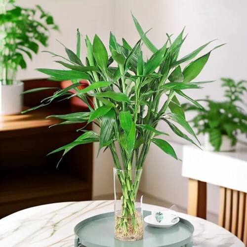 带根富贵竹水培植物水养粗杆发财步步高转运竹子花卉盆栽室内客厅 - 图1