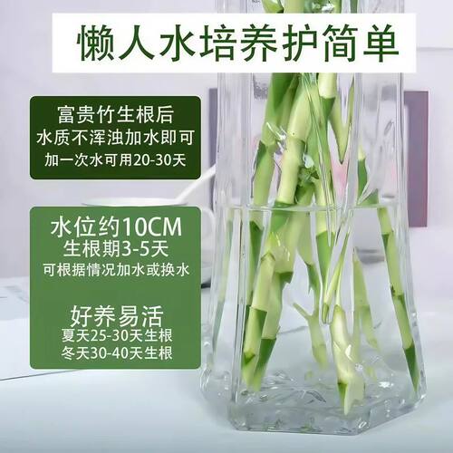 带根富贵竹水培植物水养粗杆发财步步高转运竹子花卉盆栽室内客厅 - 图3