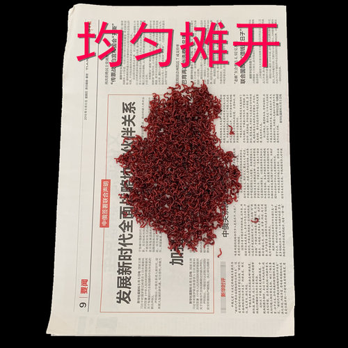 红虫活饵鲜活天津特大号 小公虫活体虫拉饵钓鱼鲫鱼鱼饵野钓饵料 - 图2