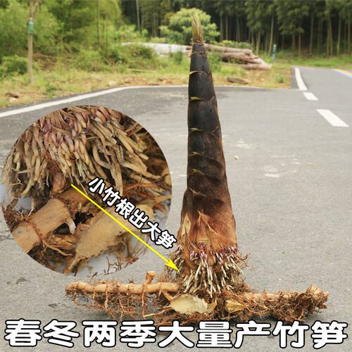 庭院竹根苗竹苗甜笋实心竹苗 楠竹根 食用竹笋 紫竹笛子专用竹苗 - 图3