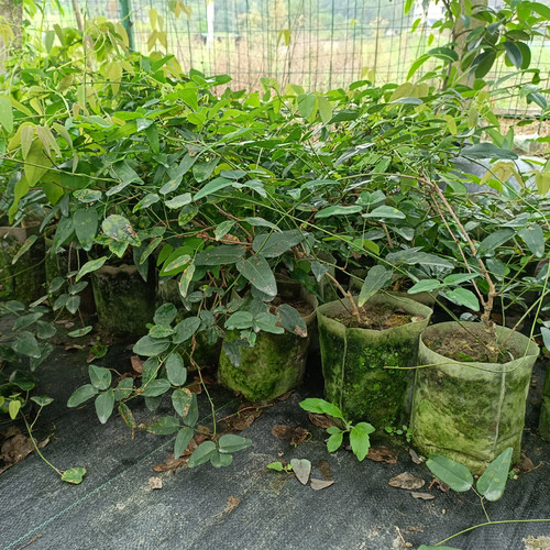 八月瓜树苗8月炸三叶木通 预知子野果当年苗带土带叶果苗贵州发货 - 图1