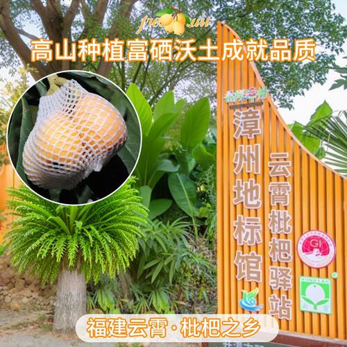 顺丰包邮5斤正宗云霄枇杷新鲜水果当季整箱礼盒鲜果琵琶大果批把 - 图0