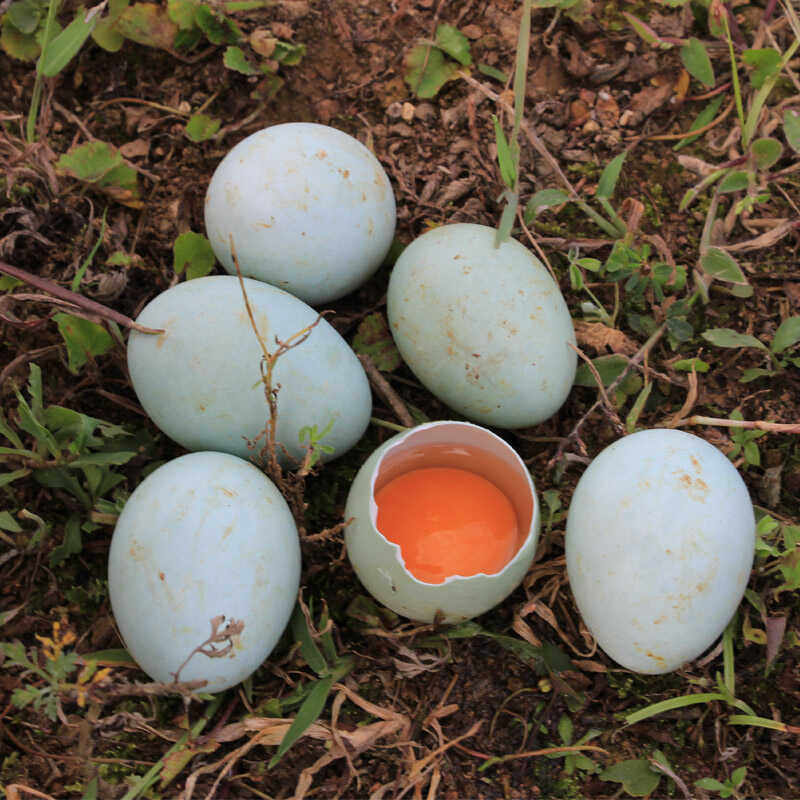 长顺绿壳鸡蛋农家自养土鸡蛋草鸡蛋新鲜现捡绿壳蛋礼盒装E,淘宝优惠券,粉丝福利购,淘宝优惠卷