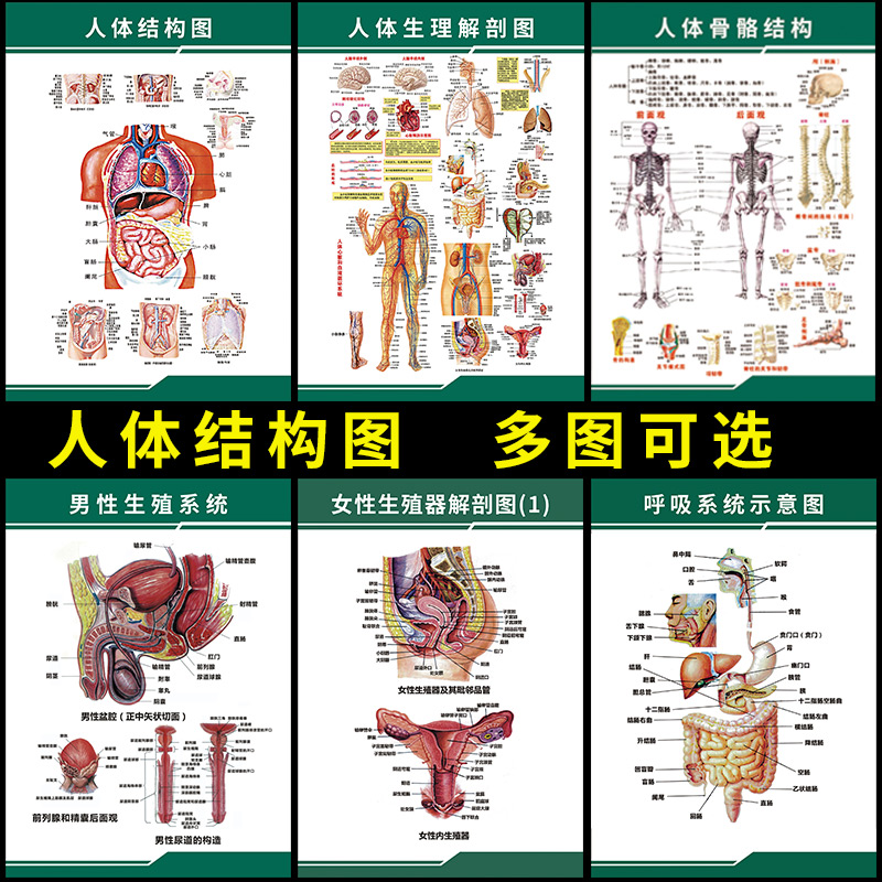 人体解剖彩色学骨骼结构图神经肌肉五脏六腑淋巴示意解刨器官挂图 - 图0