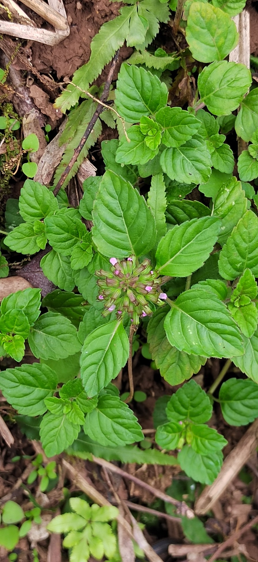 风轮菜蜂窝草节节草苦地胆熊胆草九层塔落地梅花九塔草现挖现发 - 图1