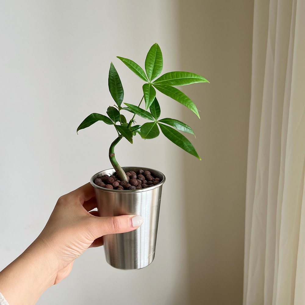 亲爱的绿植单杆奇趣发财树小盆栽花卉桌面室内摆件四季客厅植物-图1