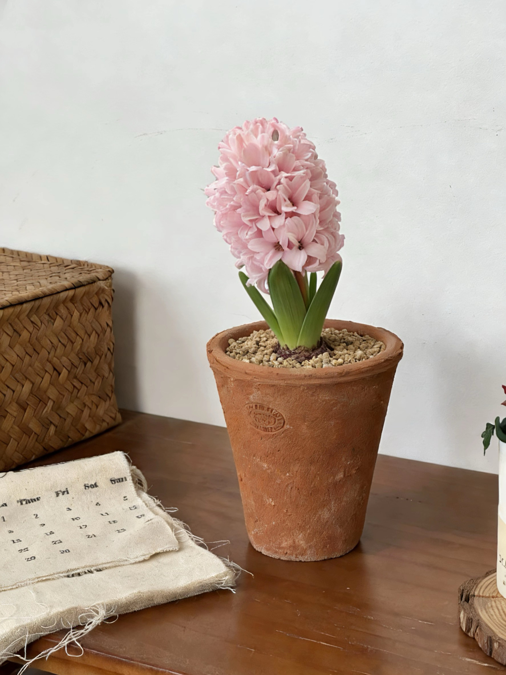 亲爱的绿植风信子中国粉耐寒植物冬天开花好闻室内桌面盆栽,淘宝优惠券,粉丝福利购,淘宝优惠卷