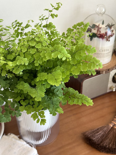 精品铁线蕨盆栽室内耐阴铁丝草办公桌阳台常绿观叶绿植防辐射易活 - 图2