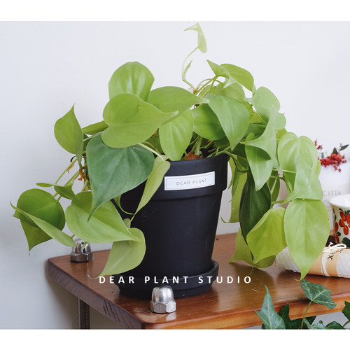 亲爱的绿植 柠檬汁蔓绿绒ins风小众美感室内桌面垂感观叶盆栽植物 - 图2