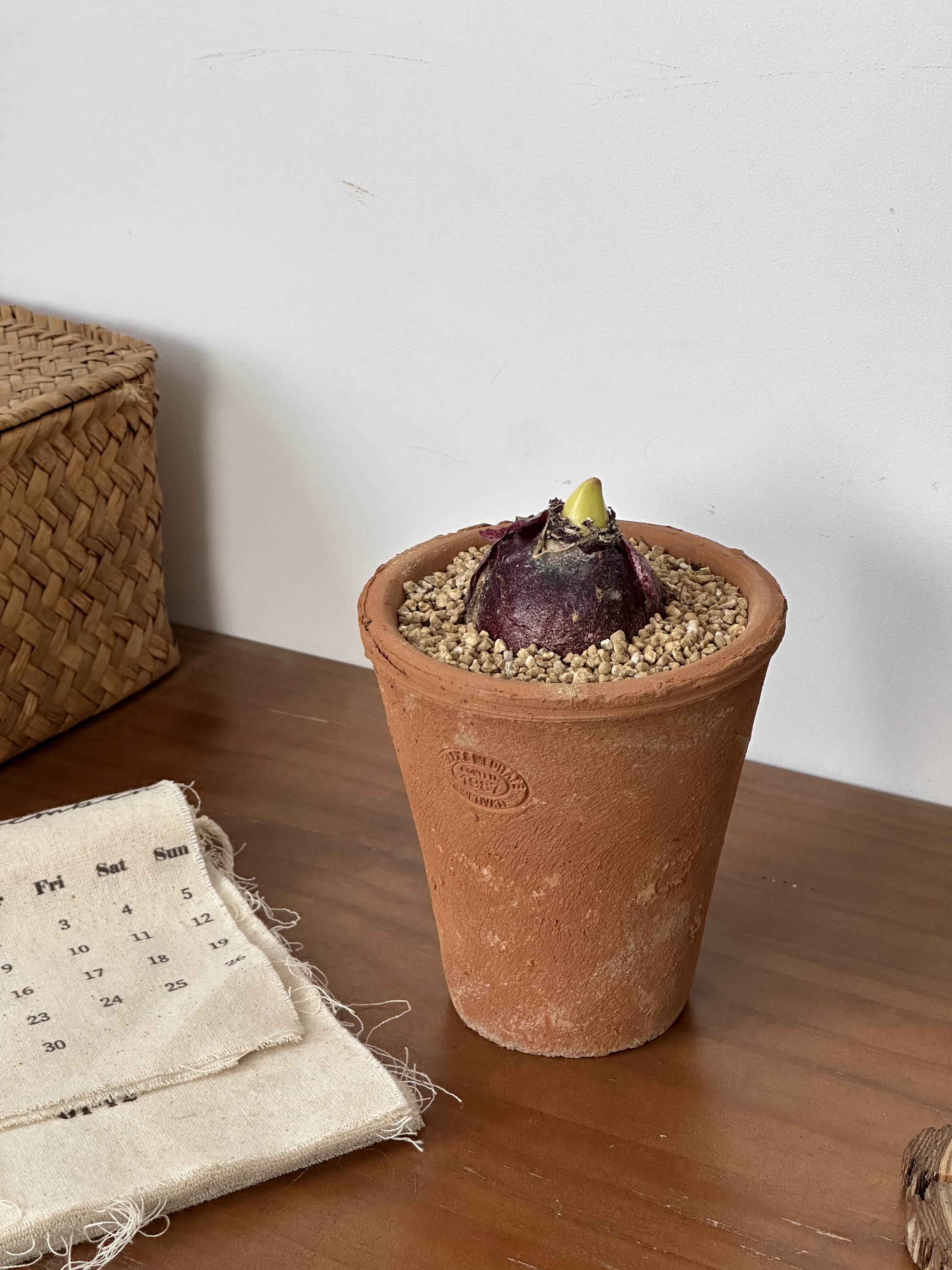 亲爱的绿植风信子中国粉耐寒植物冬天开花好闻室内桌面盆栽,淘宝优惠券,粉丝福利购,淘宝优惠卷