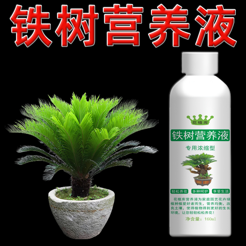 花植库铁树黄叶专用营养液铁树盆景焦尖干枯肥料叶子变黄专用肥叶 - 图2