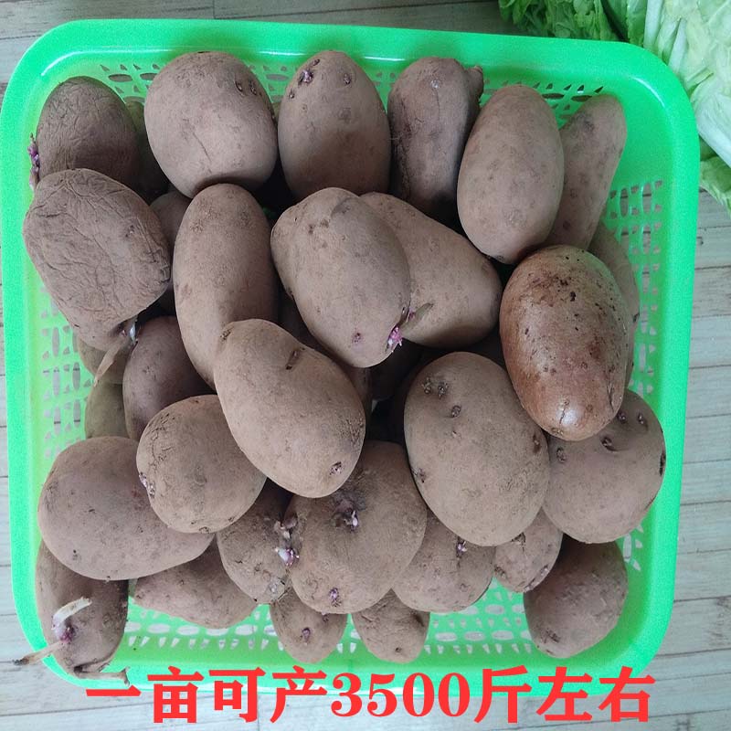云南高产洋芋种发芽红皮土豆种子黄心马铃薯种植苗洋芋种子5斤