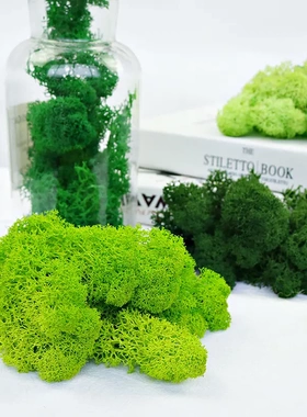 永生苔藓白发藓青苔大灰藓绿植墙苔藓草坪装饰植物墙苔藓墙永生花