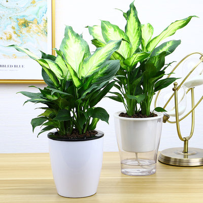 花叶万年青银皇后盆栽花卉室内净化空气吸甲醛桌面植物粉黛万年青 虎窝淘