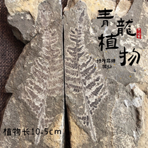 Liao Xi Chaoyang Ancient Bio Fossil Science North Ticket Wolf Fin Fish Child Gift Specimen Collection Grade Plant Fossils