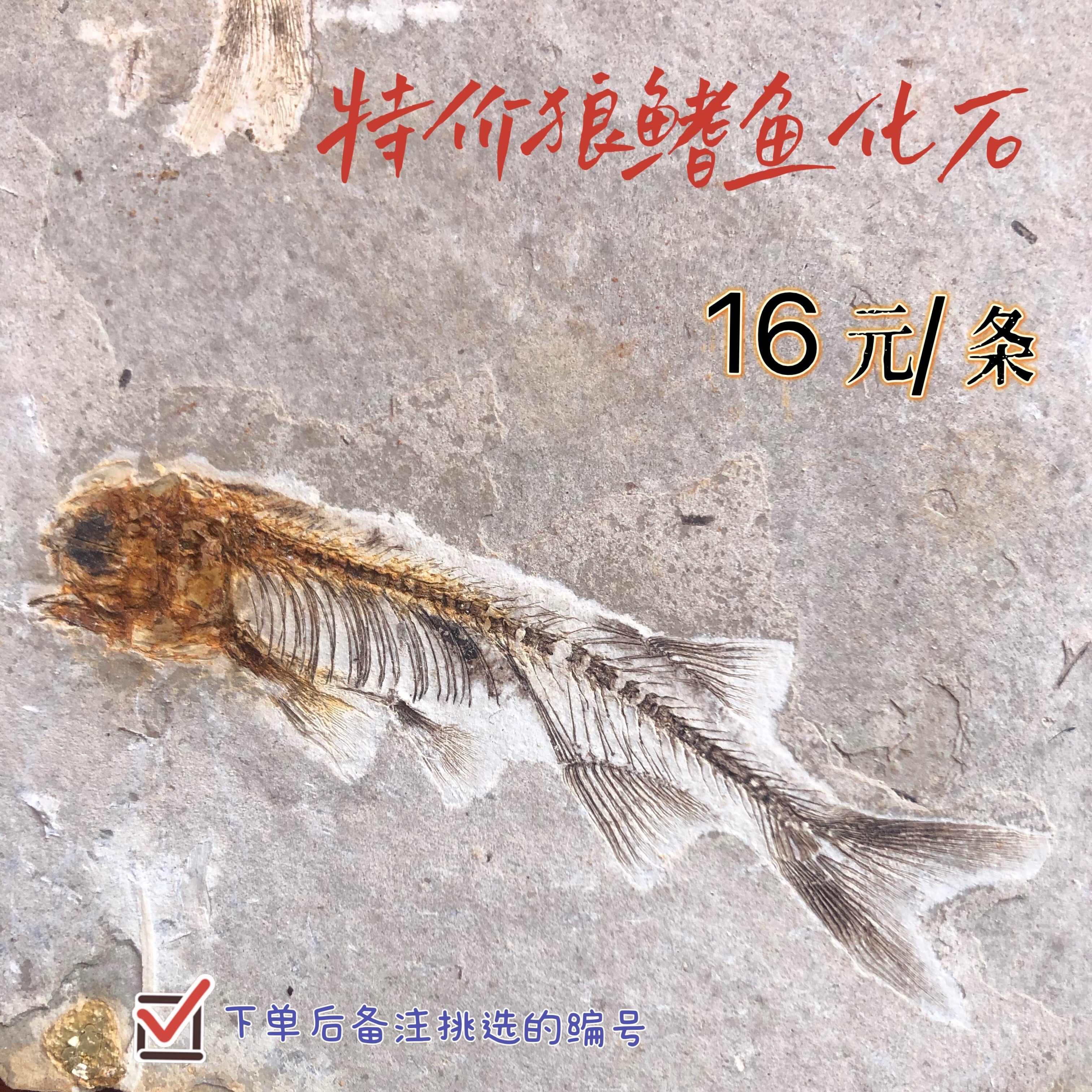 おすすめ特集 古代魚化石 大振化石標本 魚の化石 原石鑑賞石 共箱 全長