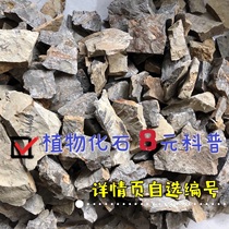 Promotion of Liao Xigu Biofossil plant fossil original stone Peubenfish fossil Coptic teaching Childrens gift collection