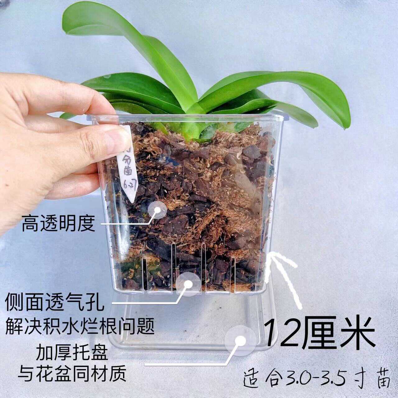 识兰高透明方形透气简约塑料桌面花盆蝴蝶兰洋兰专用观根控根盆 - 图3