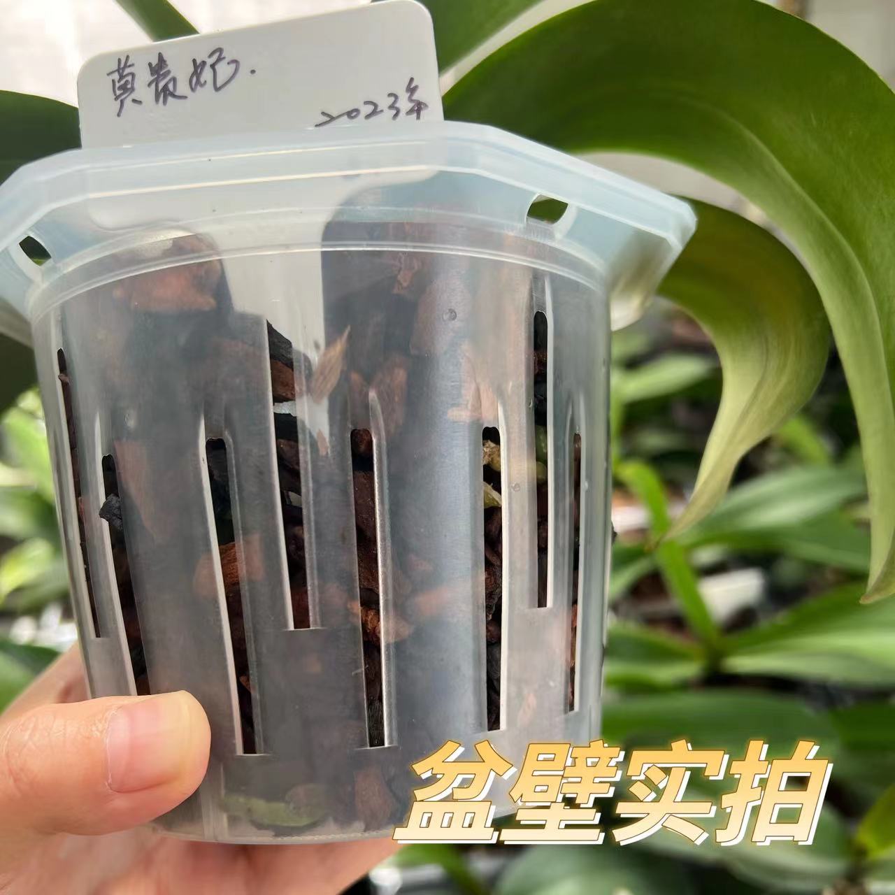 懒人水培花盆绿萝蝴蝶兰花卉绿植透明透气塑料定植盆简约北欧风 - 图0