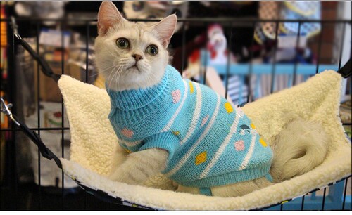 5件包邮 新款猫咪狗狗通用毛衣 泰迪比熊衣服针织幼犬秋冬装特价 - 图0