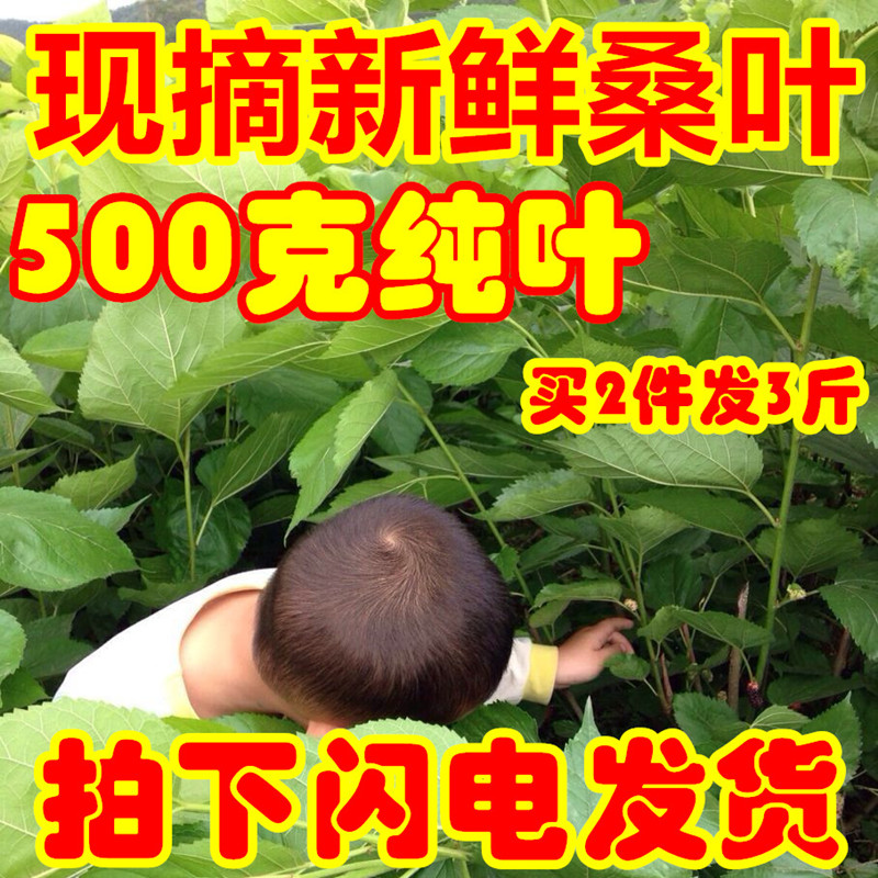 桑叶新鲜500克桑树嫩叶蚕叶喂蚕宝宝饲料养蚕1斤包邮广东广州深圳-图0