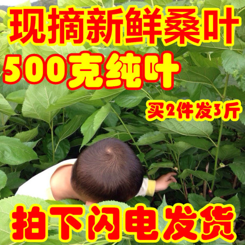 桑叶新鲜500克桑树嫩叶蚕叶喂蚕宝宝饲料养蚕1斤包邮广东广州深圳