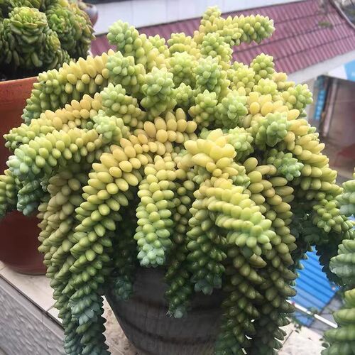 玉坠玉缀多肉植物爆盆彩虹玉坠超大颗绿植盆栽组合防辐射净化空气 - 图0