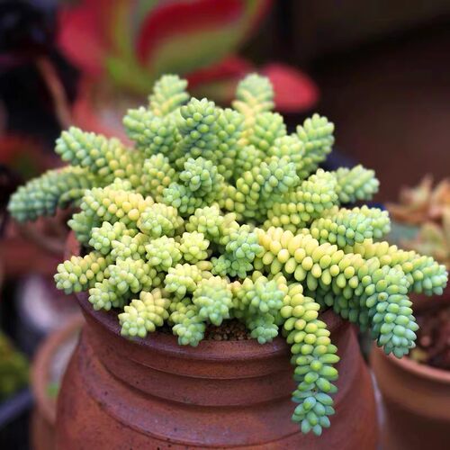 玉坠玉缀多肉植物爆盆彩虹玉坠超大颗绿植盆栽组合防辐射净化空气 - 图2