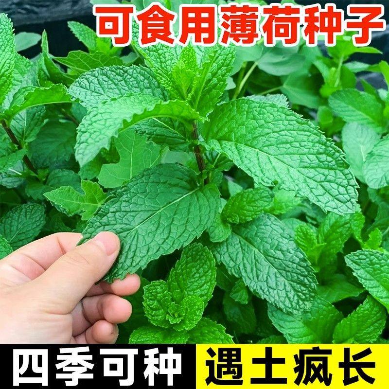 薄荷种籽子可食用四季种植种子香水留兰香薄荷驱蚊室内阳台盆栽,淘宝优惠券,粉丝福利购,淘宝优惠卷