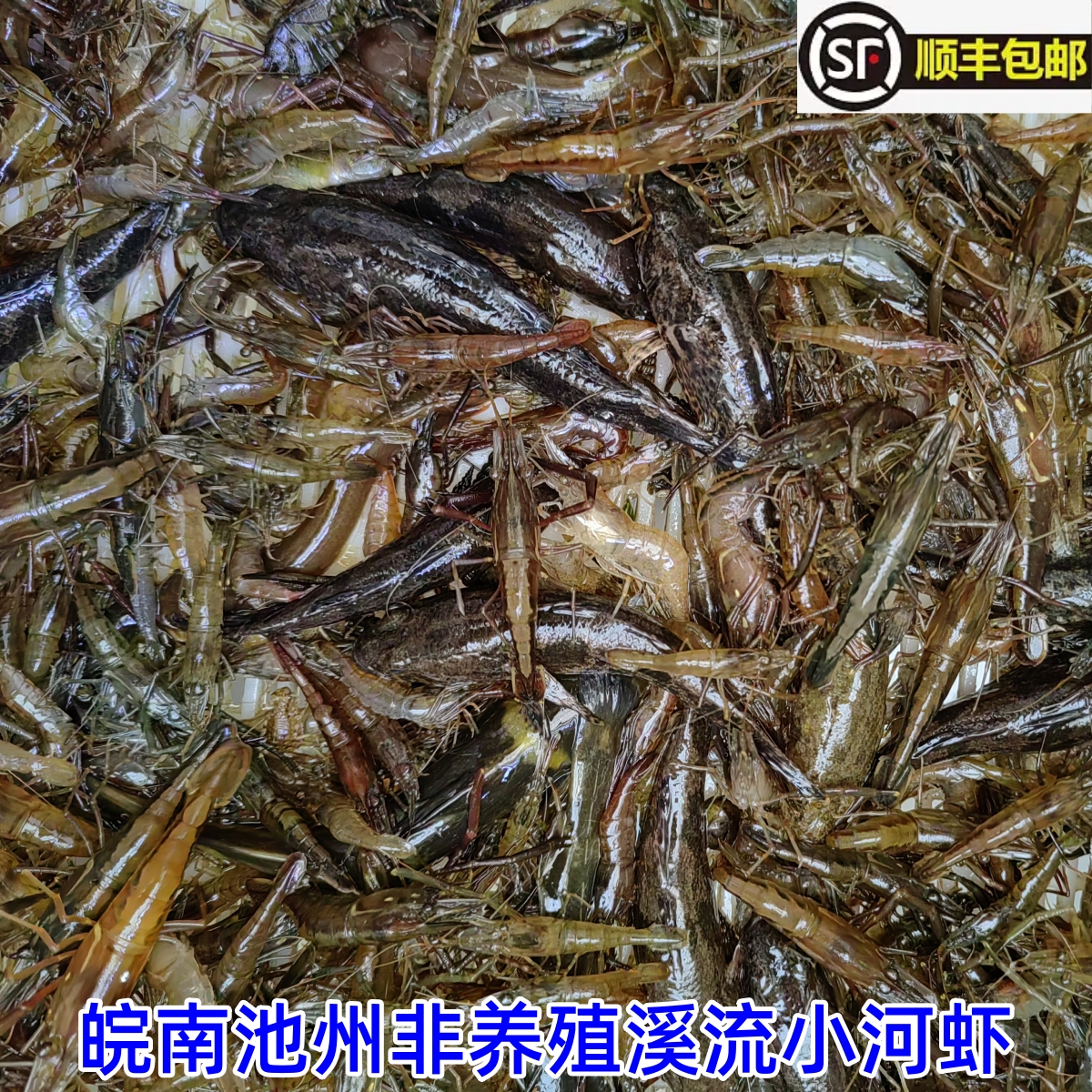 皖南非养殖野生小河虾鲜活黑硬壳草虾 无污染山涧溪河虾顺丰包2斤 - 图0