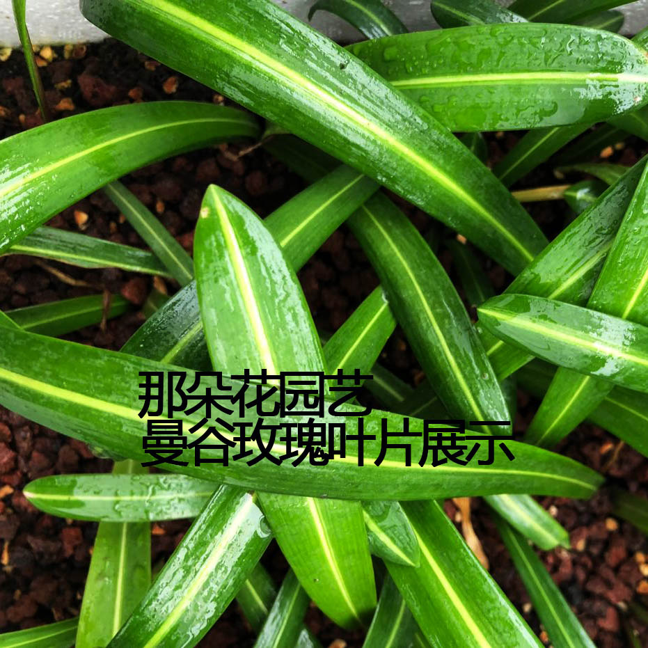 【曼谷玫瑰~现货】  泰国朱顶红 白肋品种