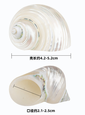 天然海螺贝壳寄居蟹替换壳