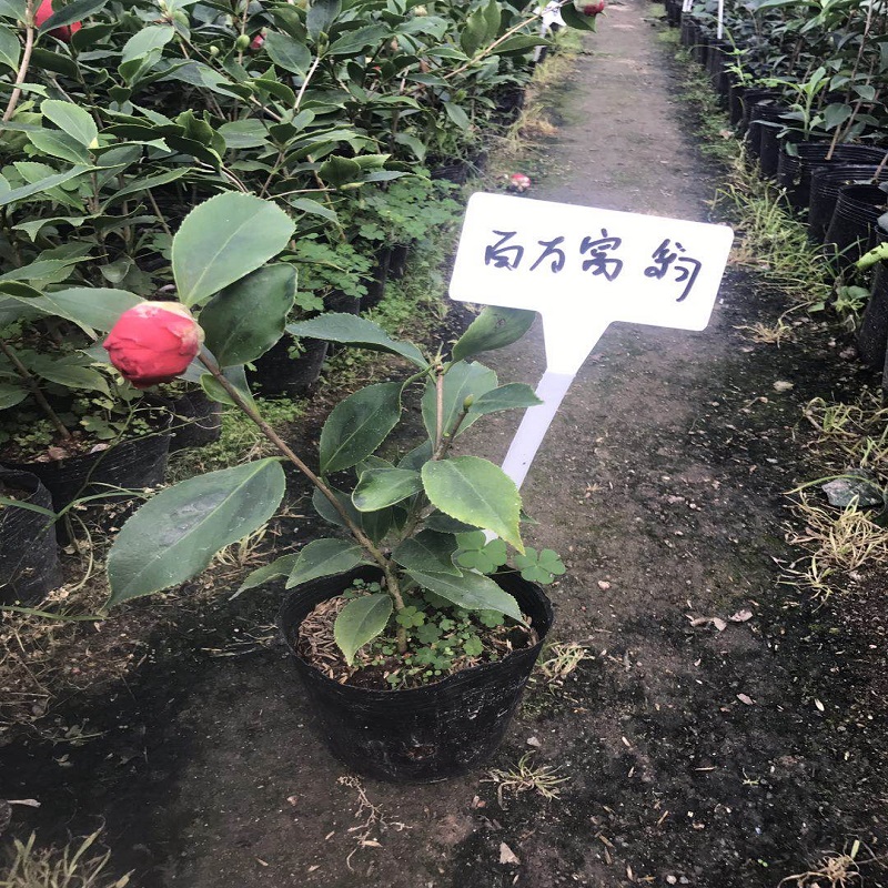 红叶贝拉纯色贝拉茶花名贵茶花苗品种茶带花苞黑骑士贝拉巨大型花