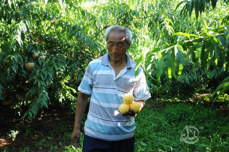 北京平谷大桃水蜜桃20年桃农自家果园种植支持采摘或顺丰包邮-图0