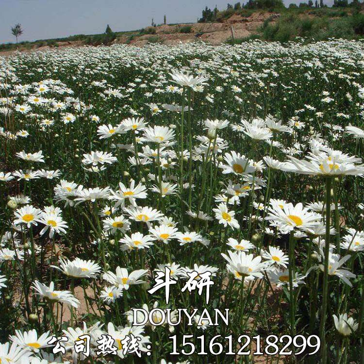 大滨菊种子西洋小滨菊庭院花卉花种籽子阳台盆栽花籽庭院四季种 忆美时尚