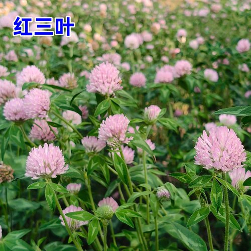 白三叶草种子红三叶草花种籽子车轴草籽四季易种牧草绿肥耐阴草坪 - 图1