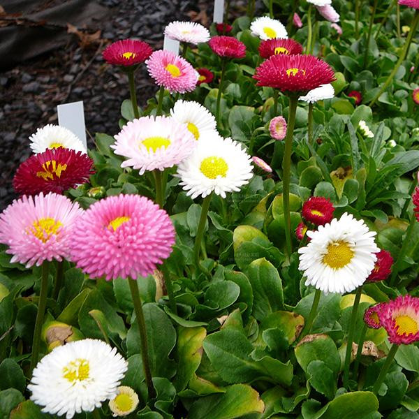 雏菊花种籽子易种小雏菊种子四季易活盆栽苗室内外阳台小白菊耐阴