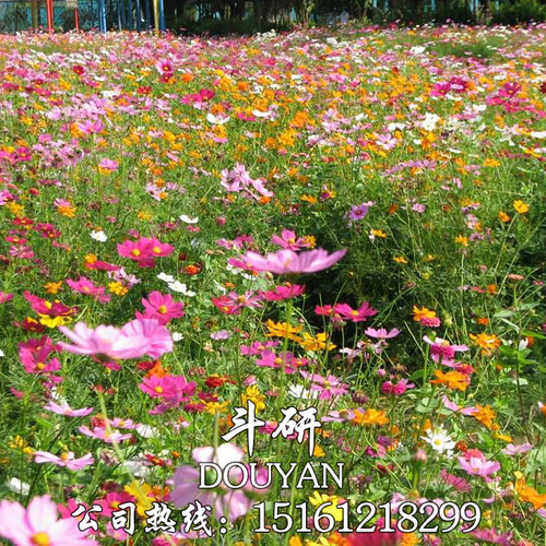 野花组合种子四季播种开花波斯菊花籽百日草花海庭院盆种花种籽子 - 图2