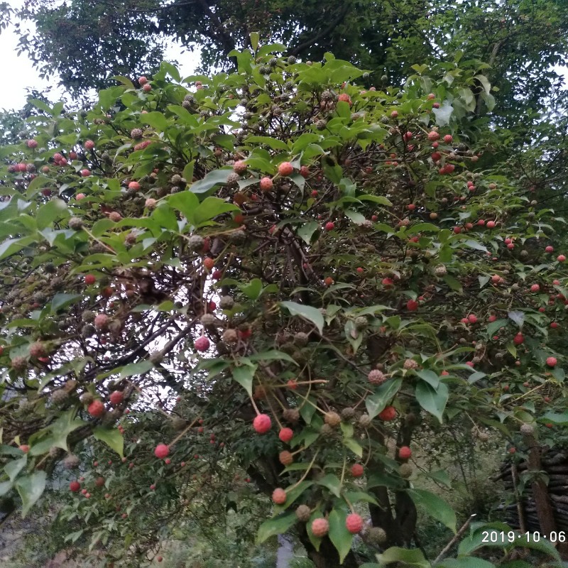 山里山荔枝树桩野荔枝树苗四照花四季常青儿时记忆野果盆栽绿植 - 图0