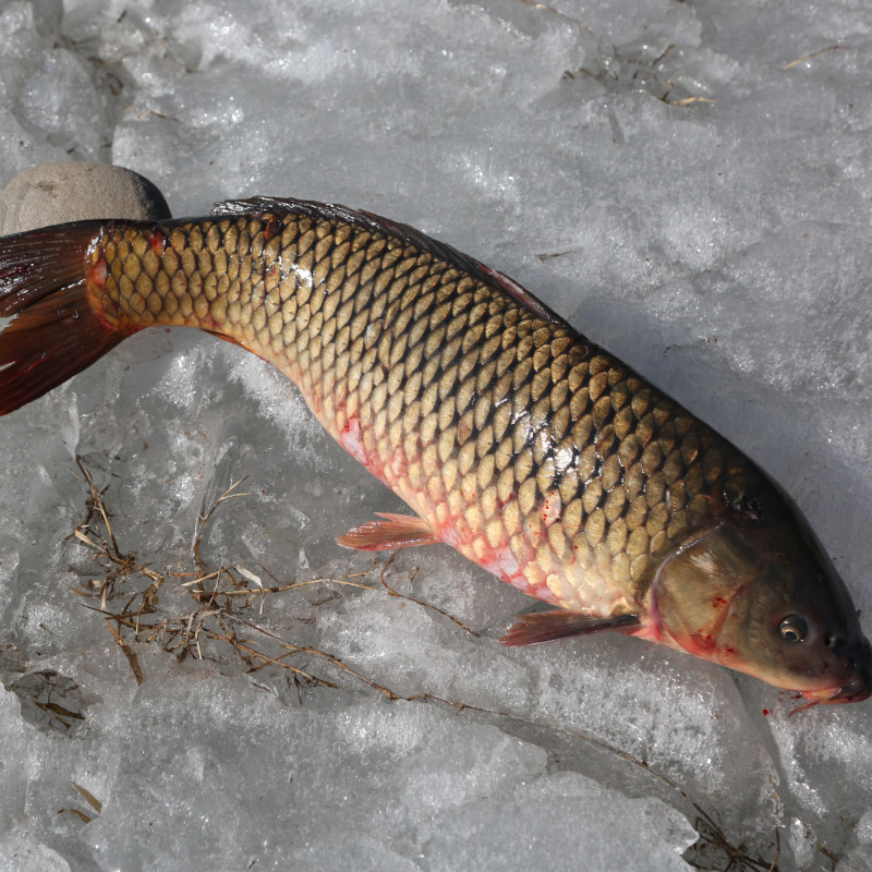 Fresh carp from Miyun farm water source