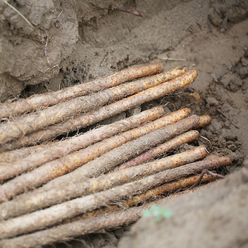 密云农家 正宗新鲜现挖 铁棍山药 自种 铁杆山药 香甜软糯 500g,淘宝优惠券,粉丝福利购,淘宝优惠卷