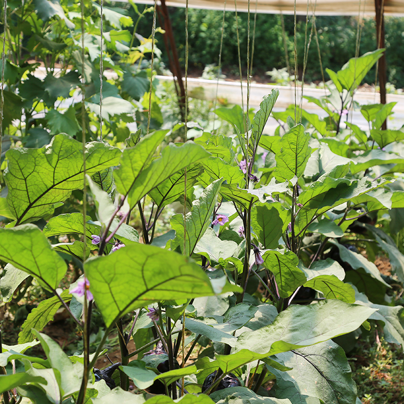 密云农家 新鲜圆茄子 大茄子 施农家肥种植 新鲜蔬菜 1个 - 图2