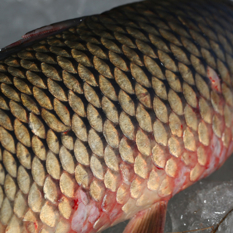 Fresh carp from Miyun farm water source