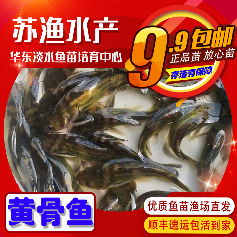 黄骨鱼苗黄颡鱼苗黄辣丁汪丁苗黄刺鱼汪刺鱼水库活体喂食打氧淡水 - 图1