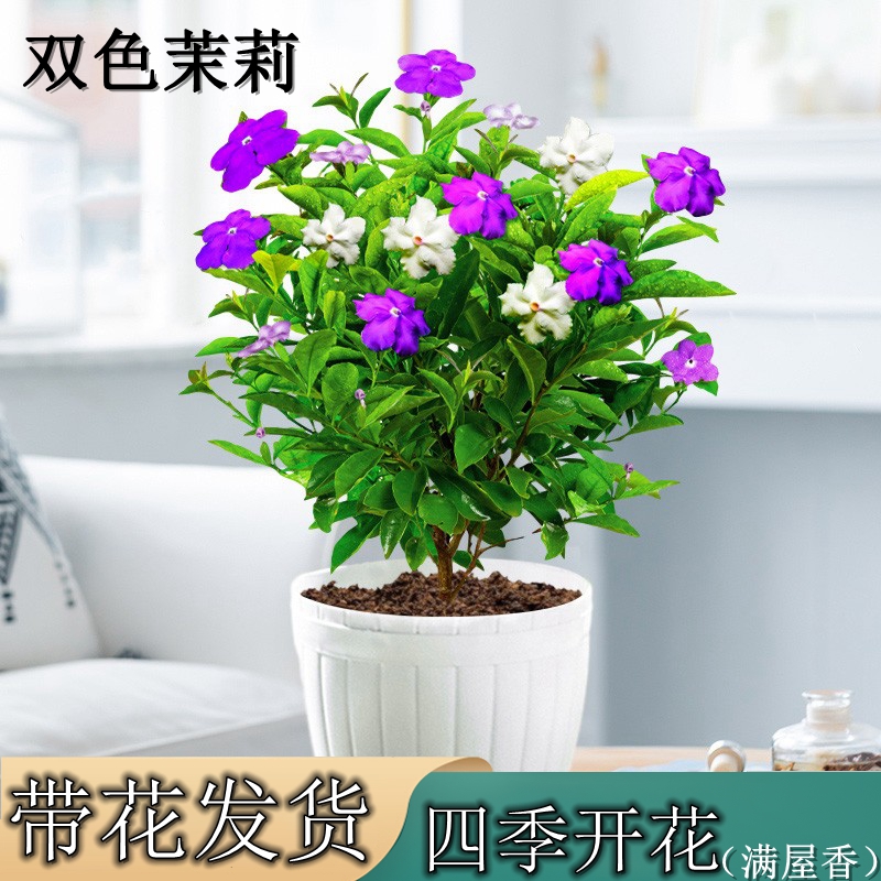 双色茉莉盆栽双色花苗老桩大苗阳台庭院四季开花绿植浓香型植物-图0