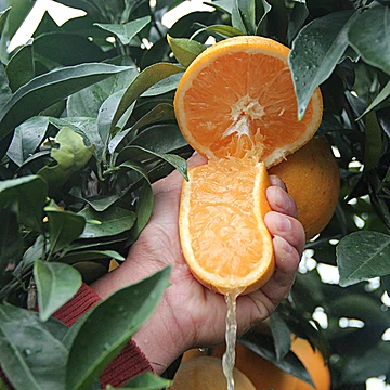 一品优赣南精品脐橙5斤[12元优惠券]-寻折猪