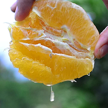 一品优赣南精品脐橙5斤[12元优惠券]-寻折猪