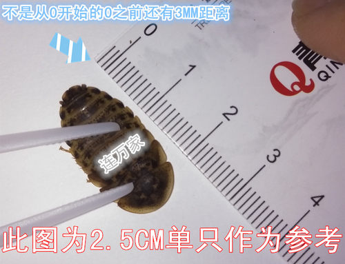 杜比亚蟑螂活体代替蟋蟀面包虫蜈蚣饲料幼体亚成体龙鱼爬虫鸟类 - 图1