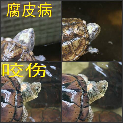 乌龟药 南石龟速康巴西草龟鳄龟 腐皮烂甲腐甲 外伤疥疮白点烂身 - 图0
